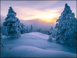 Las, Zima, Śnieg, Zachód słońca, Drzewa, Zaspy