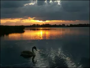 Łabędź, Słońca, Jezioro, Zachód