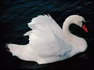 Woda, Łabędź, Pióra
