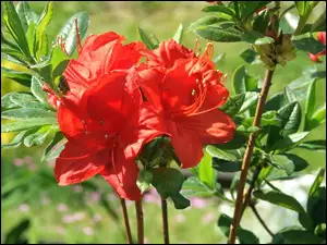 Azalia, Wielokwiatowa