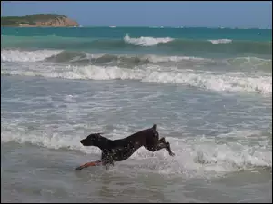 Plaża, Biegnący, Doberman