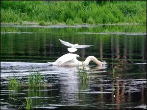 Trzcina, Łabędzie, Jezioro