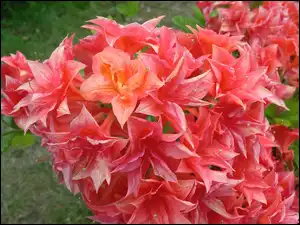 Azalia, Kwiatki