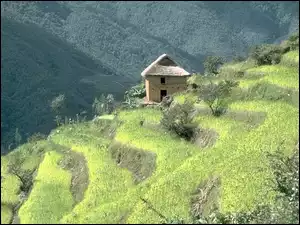 domek, Krzewy