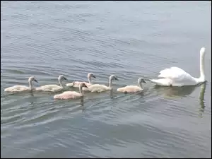 Łabędzica, Pisklęta