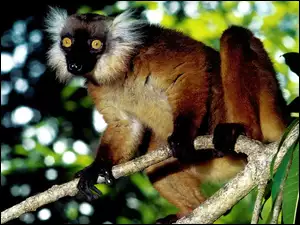 Lemur
