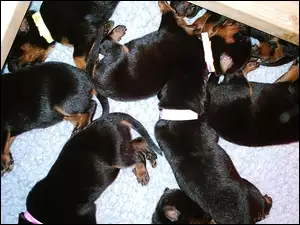 Szczeniaki, Owczarka francuskiego Beaucerona