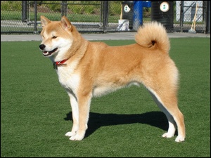piękny, trawa, duży, Shiba inu