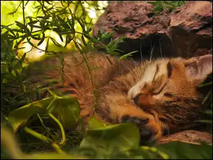 Kot, Śpiący