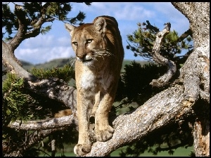 Puma
