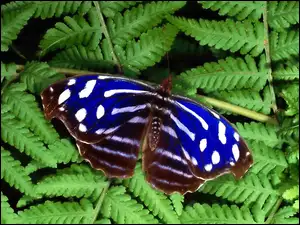 Motyl, paproć