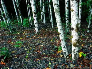 Kamyki, Jesień, Las