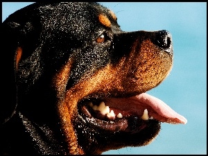 Morda, Rottweiler