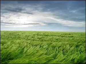 łąka, Niebo, Zielona