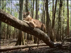 Puma