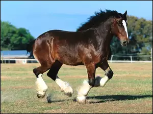 Koń