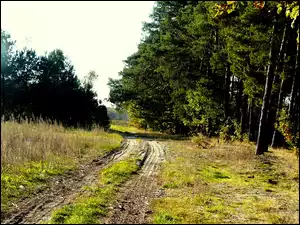Leśna, Droga