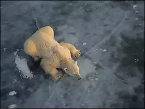lód, Niedźwiedź, biały