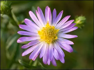 Aster