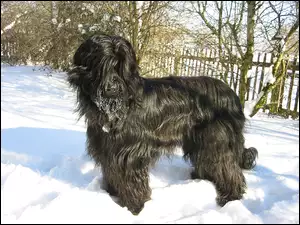 Futrzak, Briard