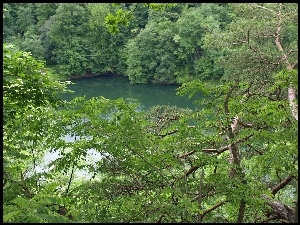 Drzewa, Jezioro, Wiosna
