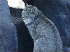 Ryś