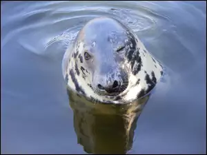 Foka