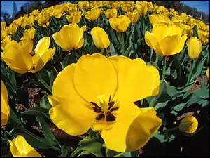 Rozkwitnięte Tulipany