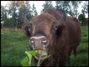 Głowa, rogi, Żubra, zawinięte