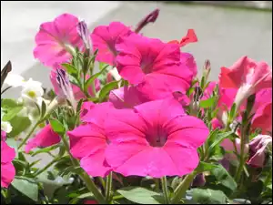 Różowa, Petunia ogrodowa