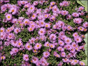 Kwiaty, Aster gawędka, Ozdobne