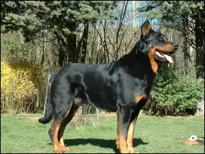 Beauceron, Czarny, podpalany