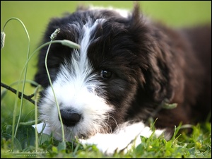 Bearded collie, Szczeniak