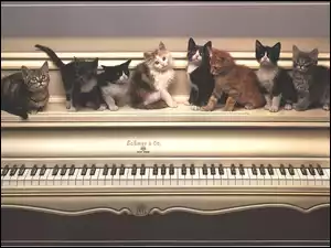 Koty, Pianino