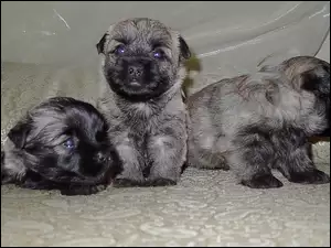 trzy, Cairn Terrier, słodkie, szczeniaki