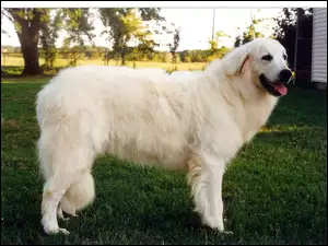 trawa, Owczarek węgierski Kuvasz, zielona