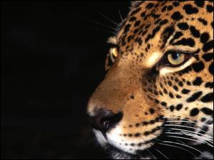 Pantera