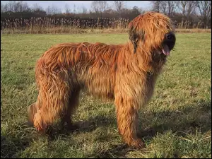 umaszczenie, Owczarek francuski Briard, płowe