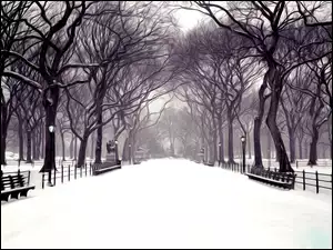 Park w Nowym Jorku
