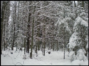 Las, śnieg
