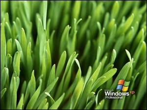 trawa, Windows XP, microsoft