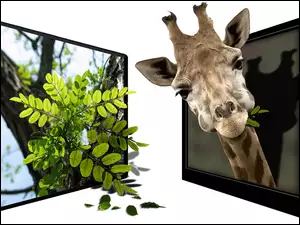 4D, Żyrafa, Liście