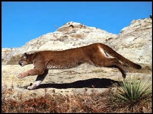 Puma, Bieg