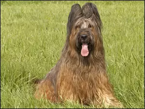 Owczarek francuski Briard