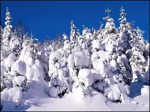 Zima, Las
