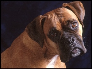 Bokser