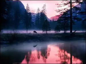 swat, Zachód Śłońca, Las