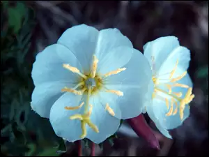 Oenothera albicaulis