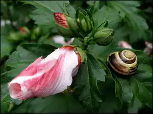 Ślimak, Hibiskus, Ogrodowy