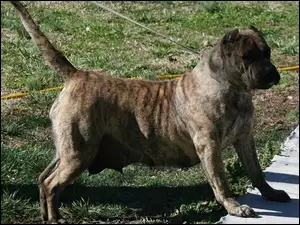 Perro de Presa Canario